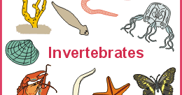 Djabrikz_08: Hewan Invertebrata dan Vertebrata