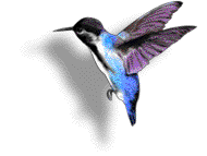 Gif Beija-flor