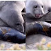 Mother Seal Has The Sweetest Reaction After Realizing Her Newborn Baby Isn't Dead