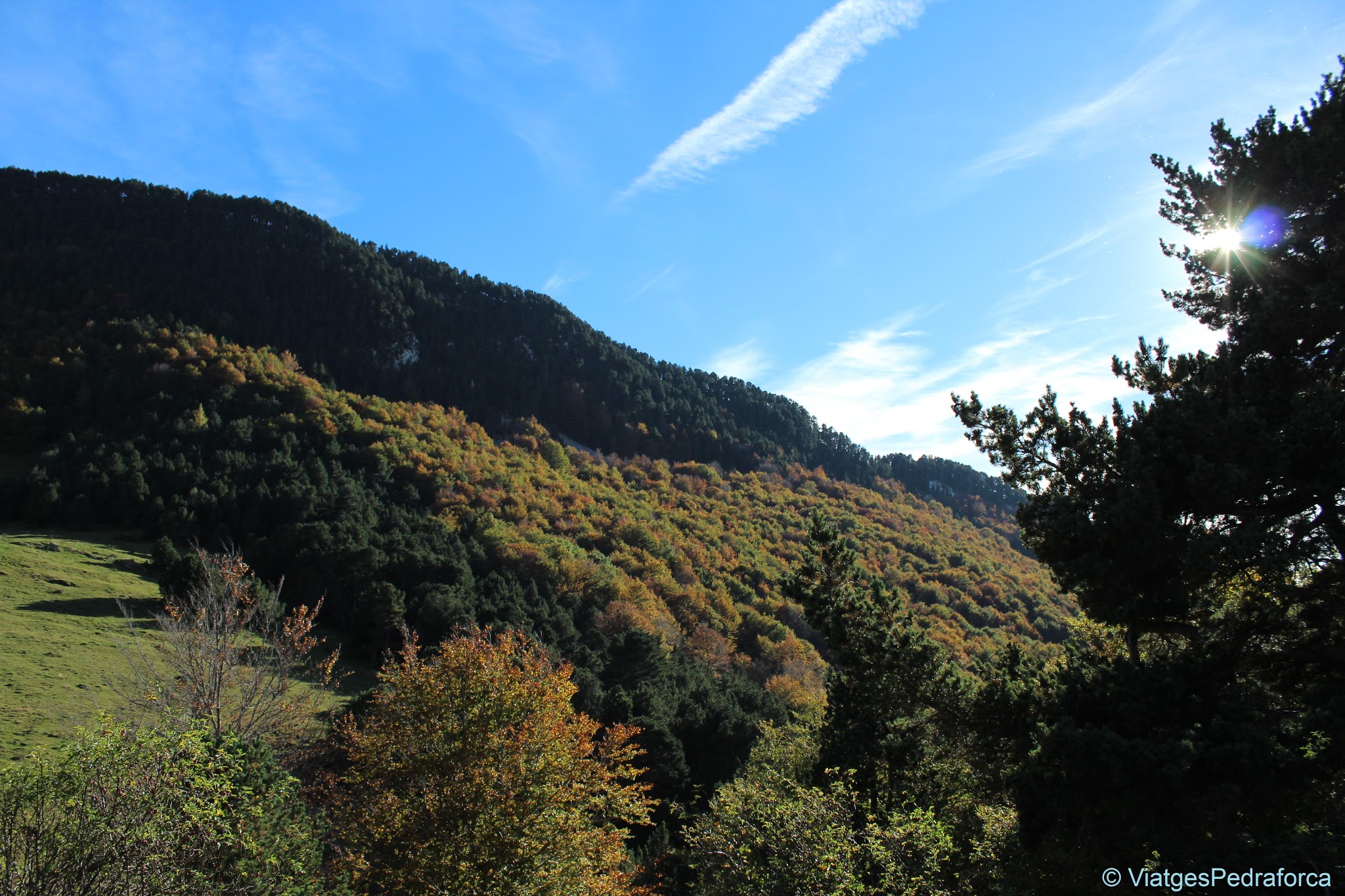 Fageda de Sant Amand, tardor, Bruguera, Vall de Ribès, Ripollès, Pirineus de Girona, Catalunya