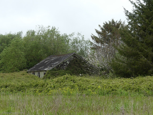 22: house with branbles clinging to the walls