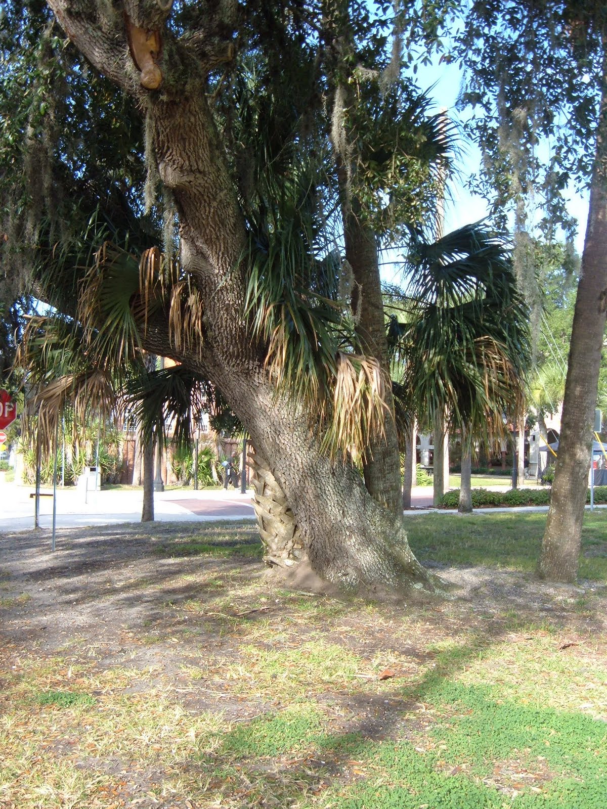 St. Augustine, FL - Love Tree