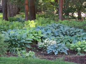 hosta garden