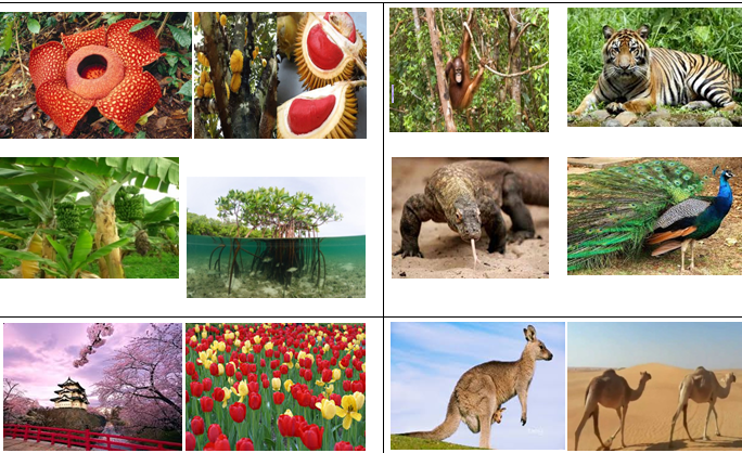 Paling Top 52 Gambar Flora Fauna Tipe Peralihan