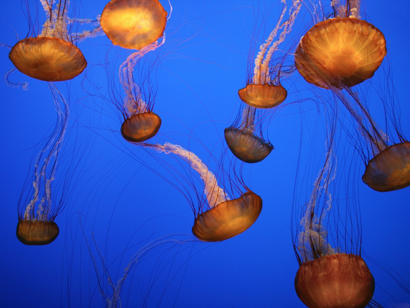 Jellyfish Oeange Wallpaper