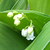 A Sprig of Lily of the Valley and May Day