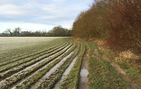 Edge of field beside Mazzards Wood, Hayes.  20 January 2014.