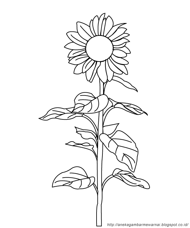 Gambar Mewarnai Bunga Matahari Untuk Anak PAUD dan TK