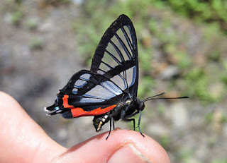 Chorinea sylphina