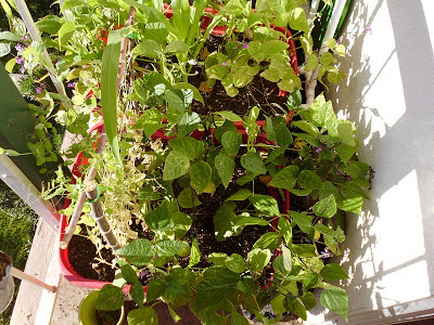 Beans and Peas container