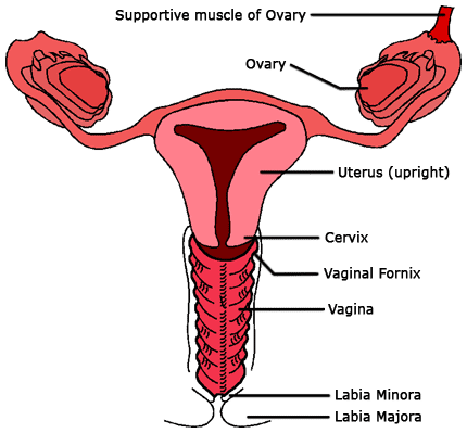 The labia minora provides added protection to the vagina urethra 