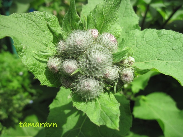 Лопух войлочный (Arctium tomentosum)