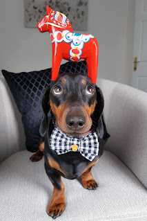 Harlso, el perro salchica que es la sensación de Internet gracias a su habilidad de equilibrio