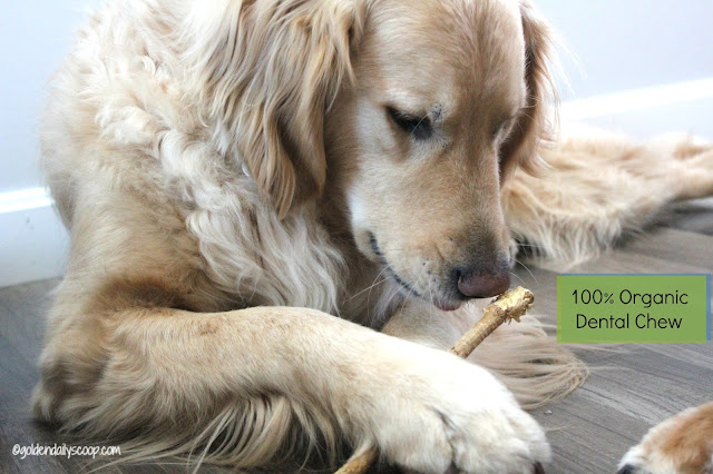 barkworthies brushers 100% organic dog chew pet dental health month
