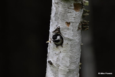 Black-capped Chickadee nesting in Paper Birch