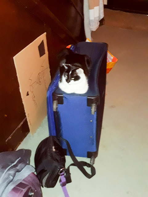 Cat on luggage