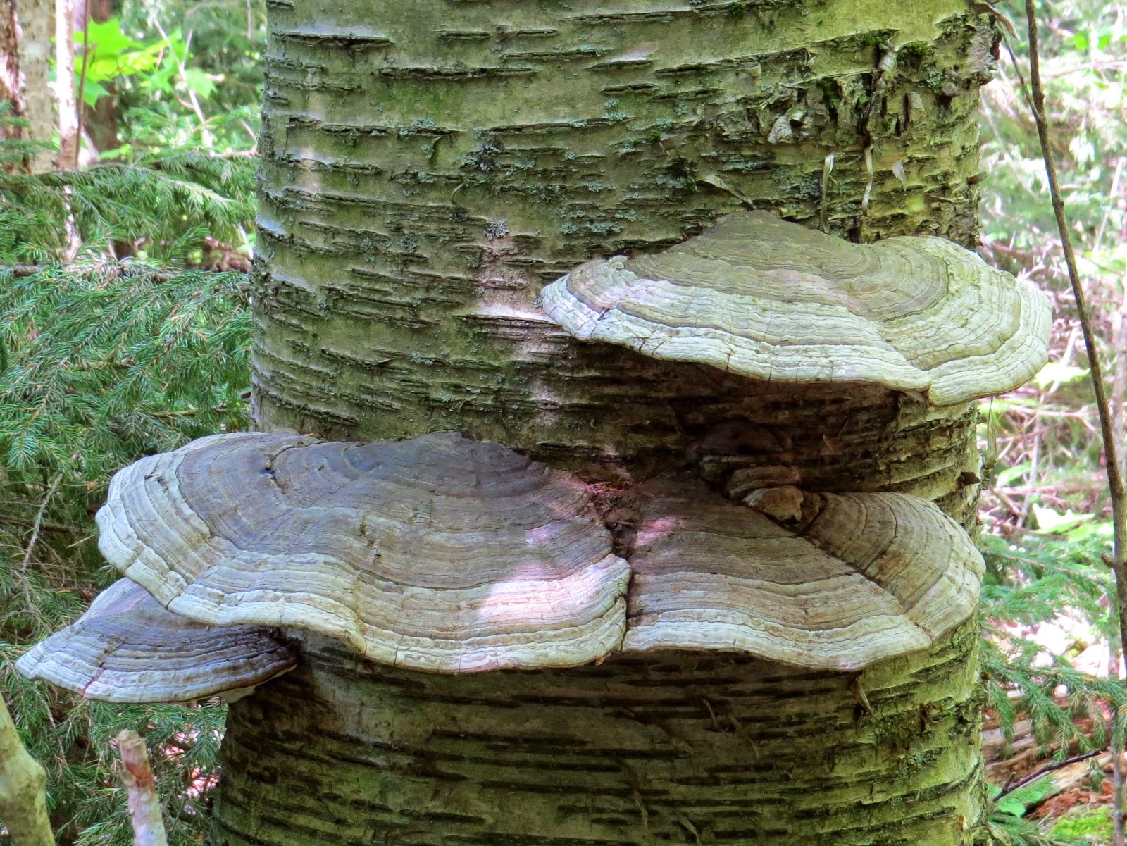 fungus