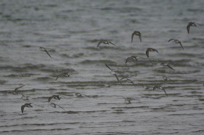 Bûnte Gril - Bonte Strandloper - Calidris alpina