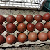 Black Copper Marans Eggs Best Images Photography