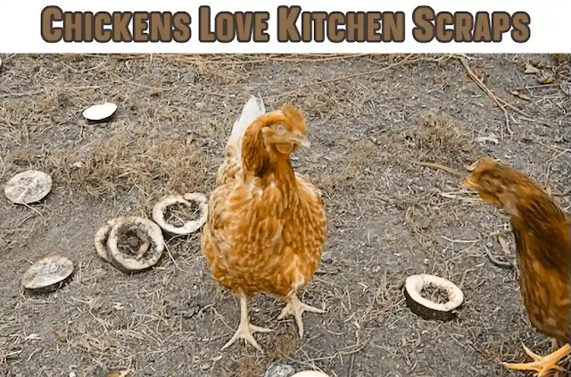 Chickens Love Kitchen Scraps