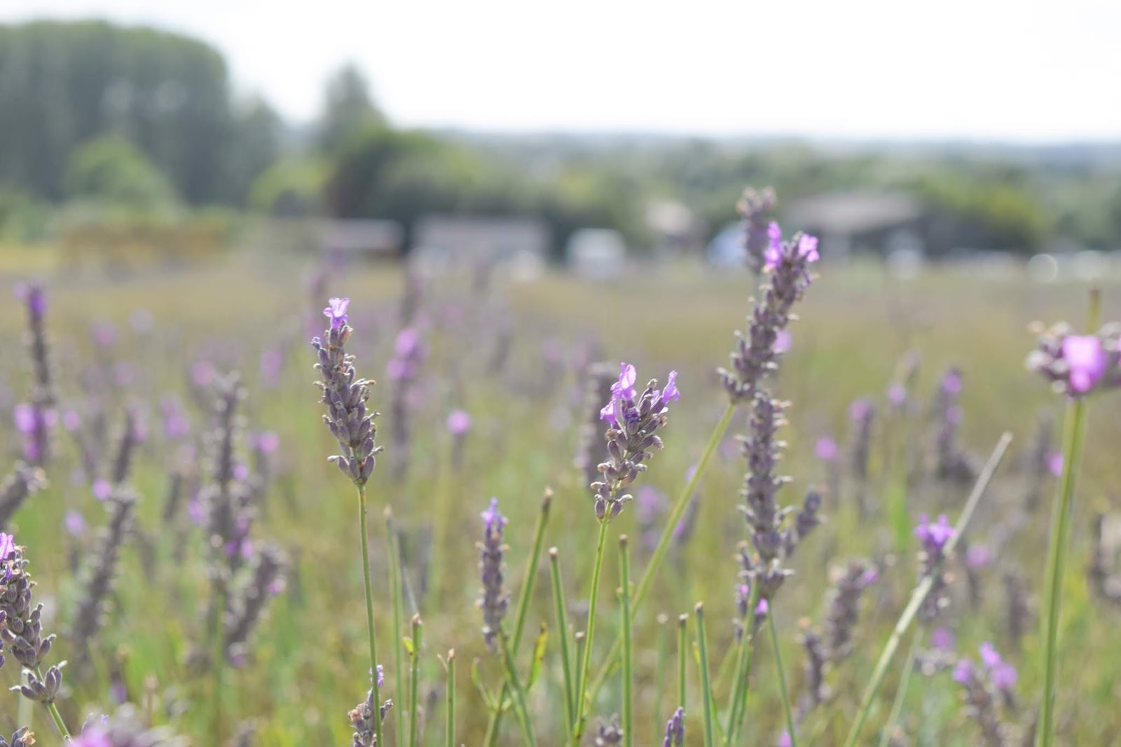 A close up photograph of the lavender heads with the rest of the field blurred behind.