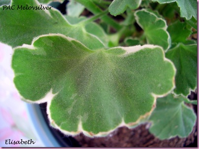 Pelargoner Juli 09 007