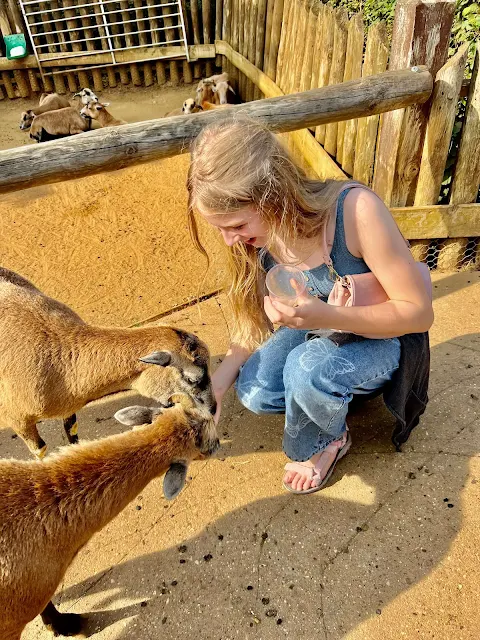 Two goats eating from a girls hand at Colchester Zoo