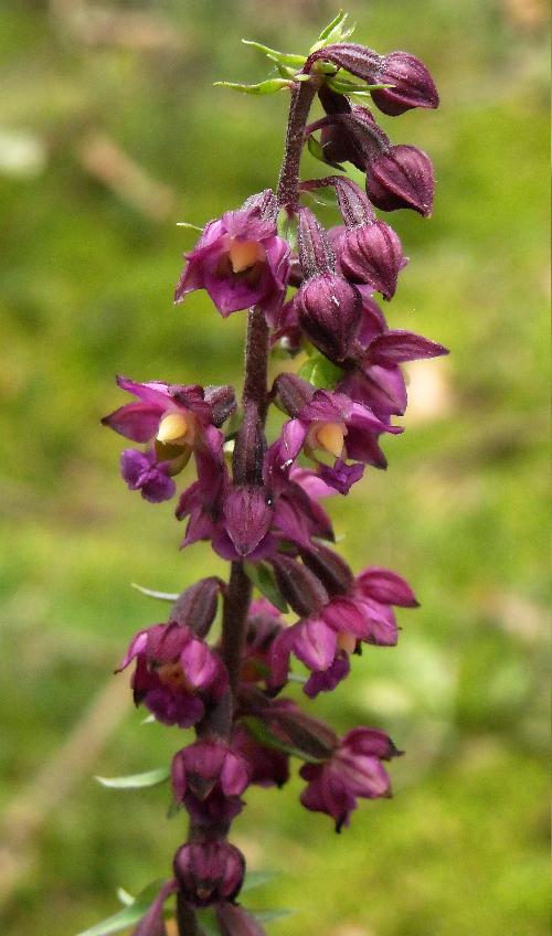 Epipactis atrorubens