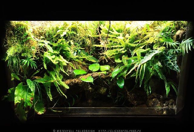 Membuat Ornamen Paludarium