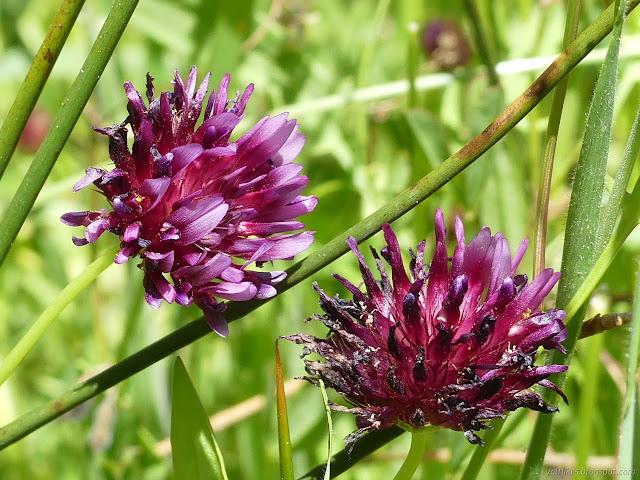 ball of grand purple