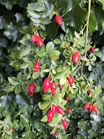 Photo of rosehips by Sheila Webber