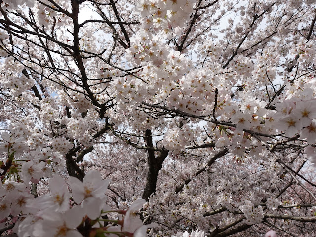 とっとり花回廊　桜の広場　九分咲のソメイヨシノ桜