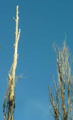 copas de los árboles secos