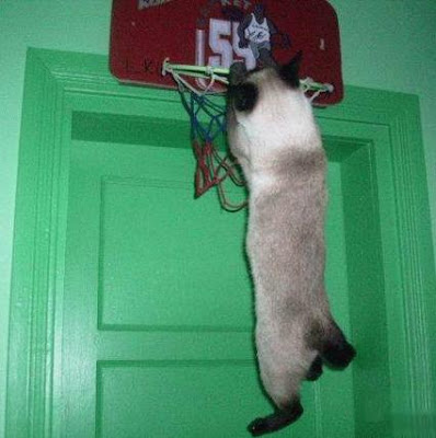 Cat basketball