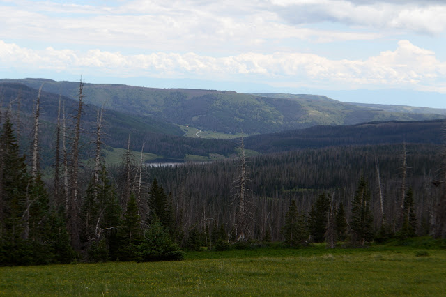 reservoir surrounded by beetle killed trees