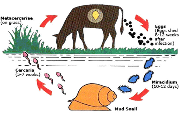  Daur  Hidup  Fasciola Hepatica atau Cacing  Hati  Penjelasan 