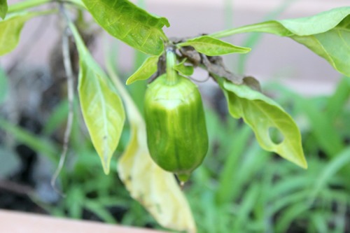 tiny capsicum