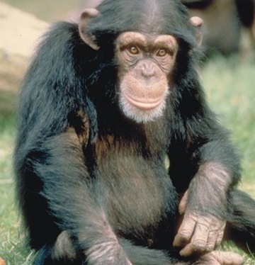 Chimpanzee