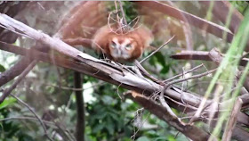 Red Morph Eastern Screech Owl 