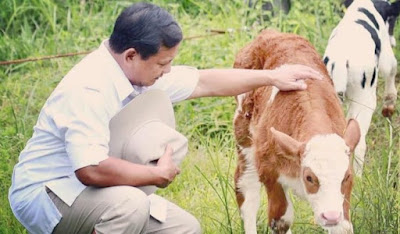 Dibalik Foto Prabowo Mengelus Anak Sapi New Zealand