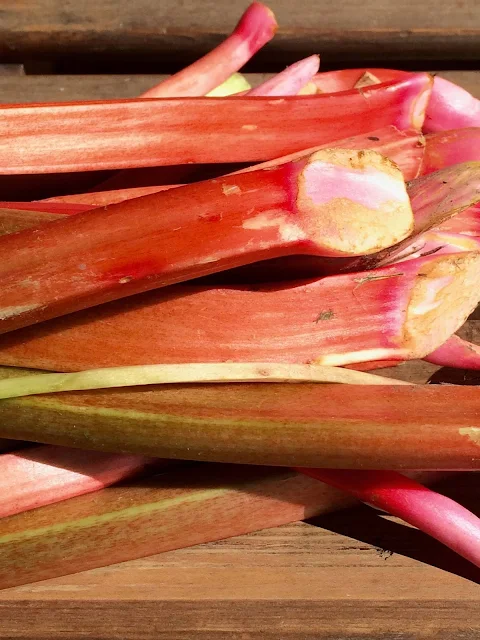 Rhubarb stalks.