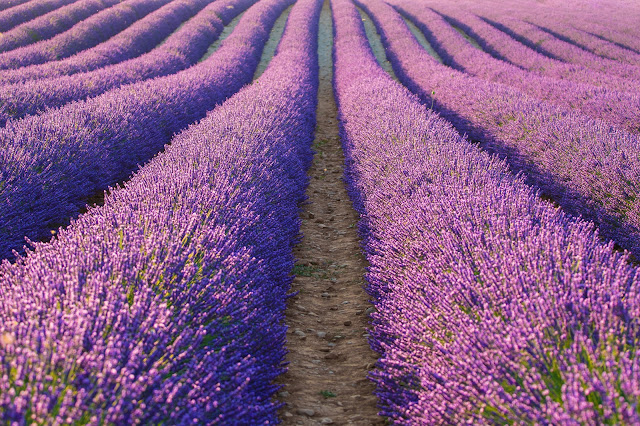 Valensole-Campi di lavanda al tramonto