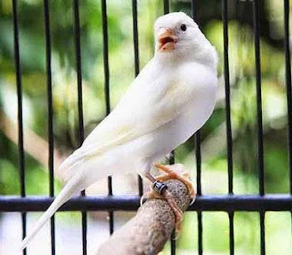  Burung kenari tercipta dengan keanikaragaman warna bulunya yang indah Seputar Kenari Putih, Harga dan Mitos Suara Gacorannya