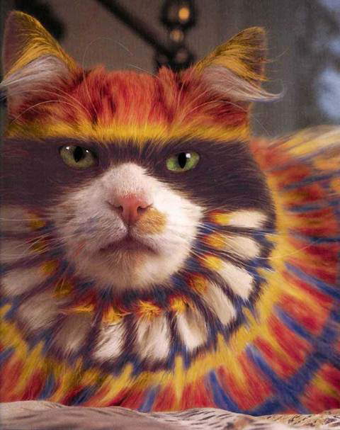 wallpaper kucing. wallpaper wallpaper kucing