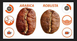 Perbedaan Kopi Arabika Dan Robusta