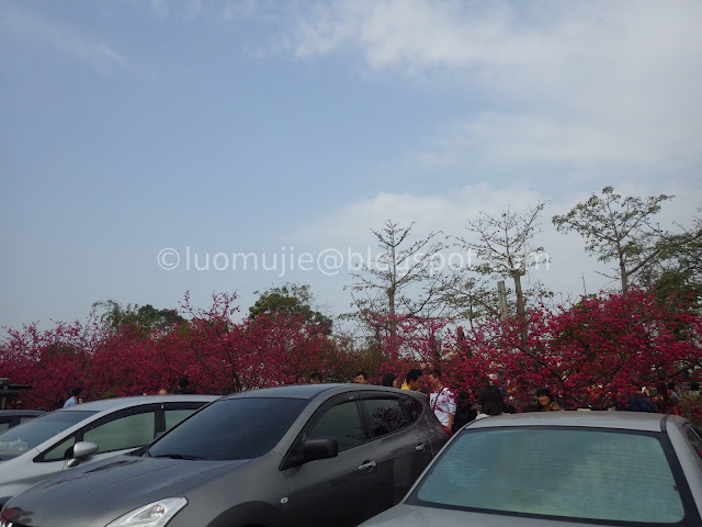 Taichung cherry blossoms