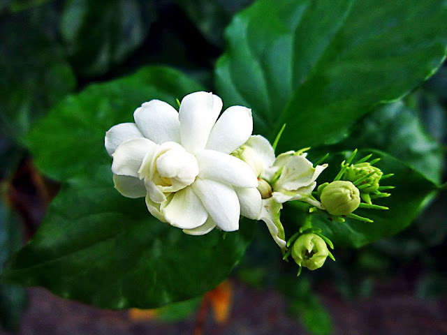 CÂY HOA NHÀI - Jasminum sambac - Nguyên liệu làm Thuốc Ngủ, An Thần, Trấn Kinh