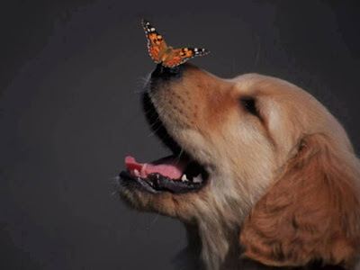  Beautiful dog and beautiful butterfly