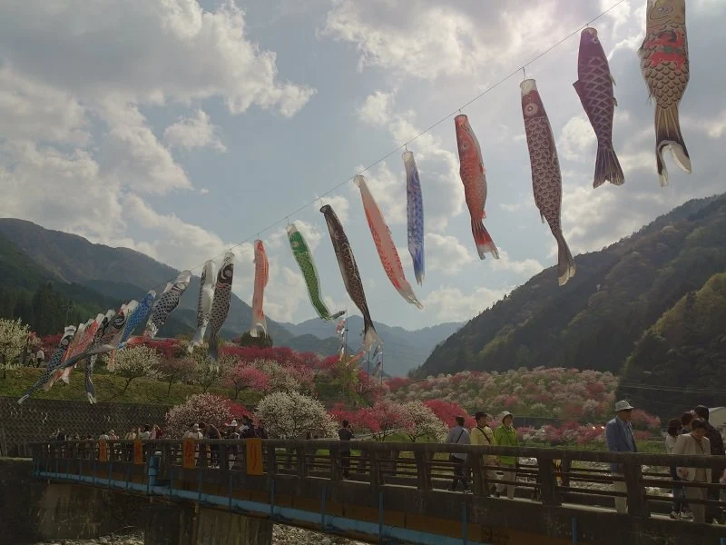 花桃と鯉のぼり