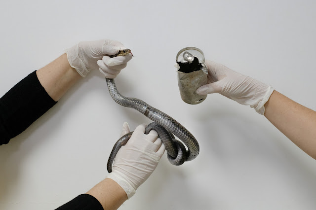 Snake trapped in a tin can rescued by Tashkent Nature Park in north Cyprus